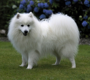 Japanese Spitz thumbnail 3