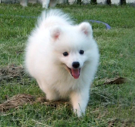 Japanese Spitz photo thumbnail 3