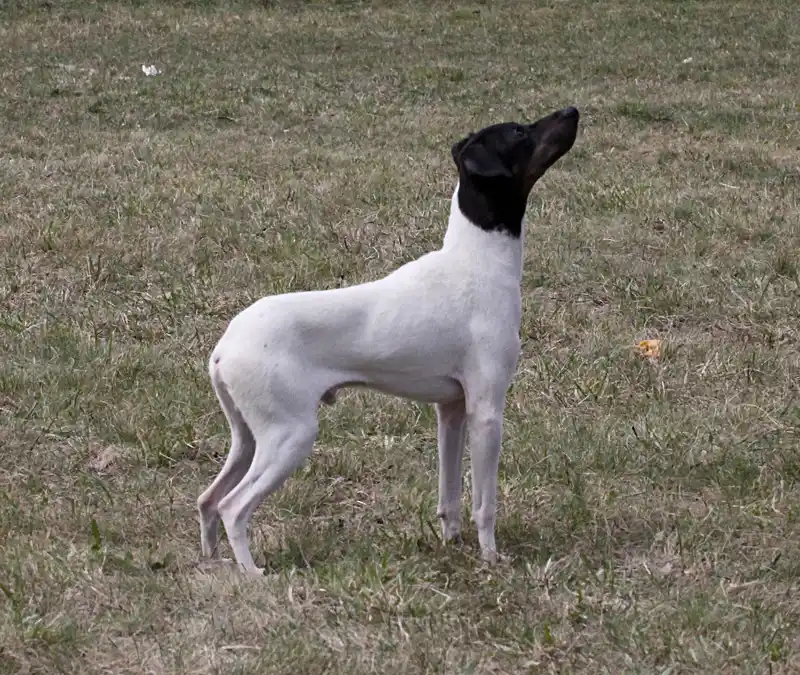 Japanese Terrier - Image 1