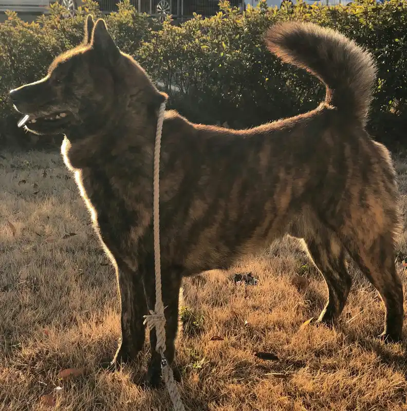 Kai Ken - Nihon Ken breed known for being Agile and Alert