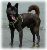 Kai Ken photo thumbnail 3