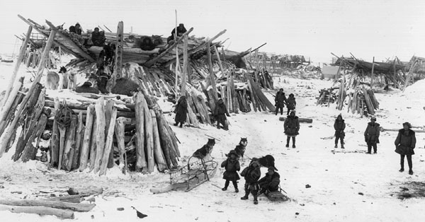 Kamchatka Sled Dog thumbnail 1