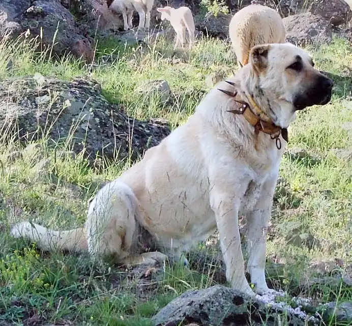 Kangal Shepherd Dog full body photo