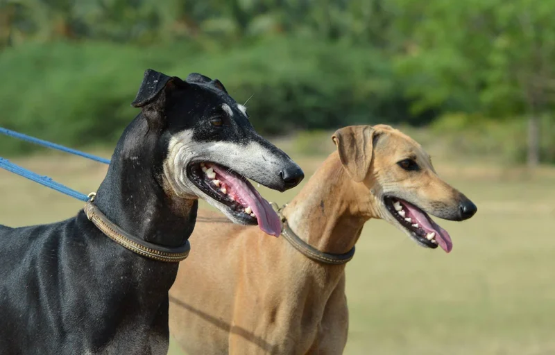 Kanni - Hound breed known for being Agile and Independent