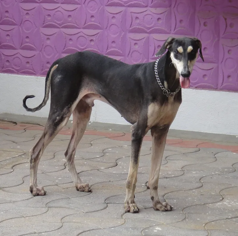 Kanni - Dog breed similar to Serbian Tricolour Hound