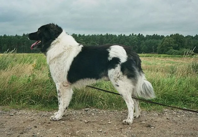 Karakachan - Dog breed similar to Bakharwal Dog