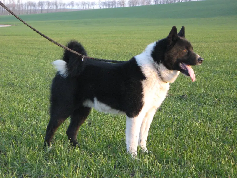 Karelian Bear Dog - Dog breed similar to Karelo-Finnish Laika