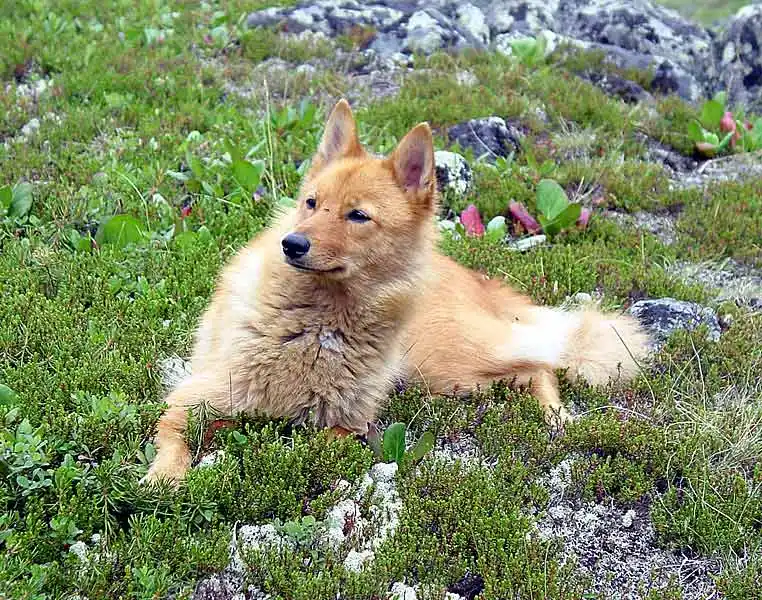 Karelo-Finnish Laika photo thumbnail 3
