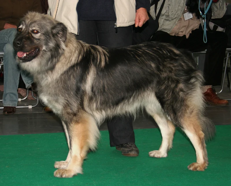 Karst Shepherd - Molossoid breed known for being Alert and Independent