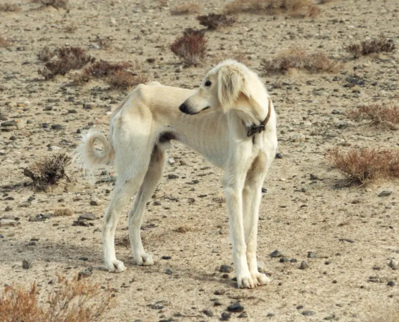 Featured breed of the day: Kazakh Tazy, a Sighthound breed