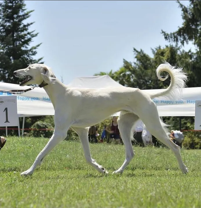Kazakh Tazy - Image 3