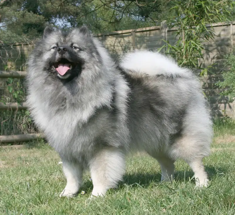 Keeshond - Non-Sporting breed known for being Affectionate and Alert