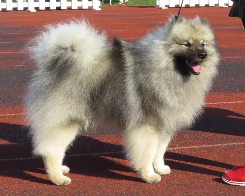Keeshond photo thumbnail 2