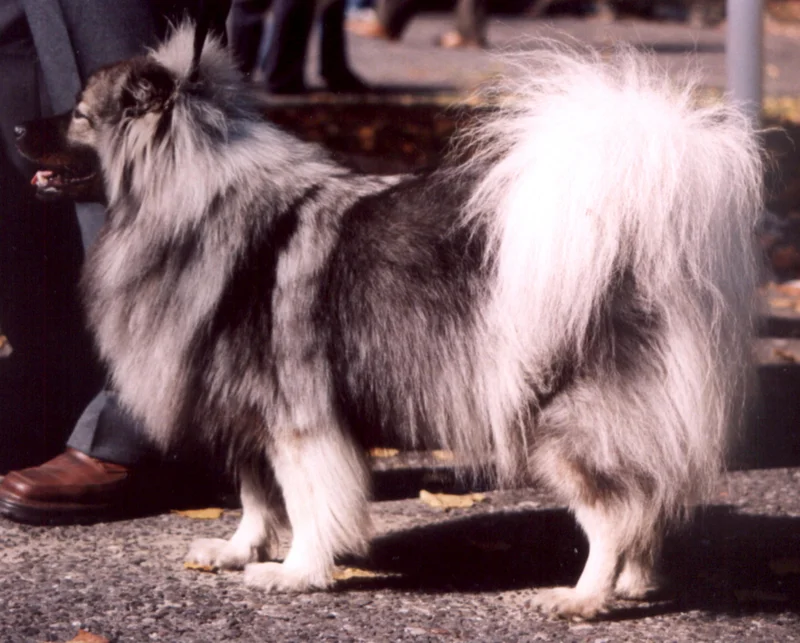 Keeshond full body photo