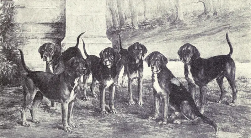 Kerry Beagle - Image 1