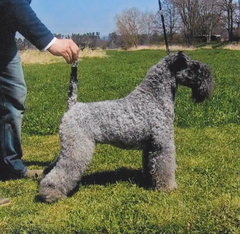 Kerry Blue Terrier, a 84% match to Miniature Bull Terrier
