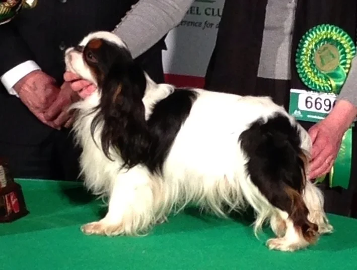 King Charles Spaniel thumbnail 1