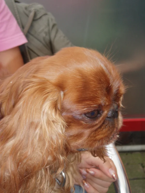 King Charles Spaniel photo thumbnail 3