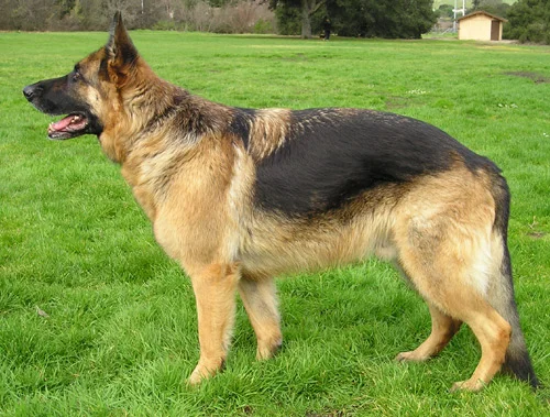 King Shepherd photo thumbnail 3