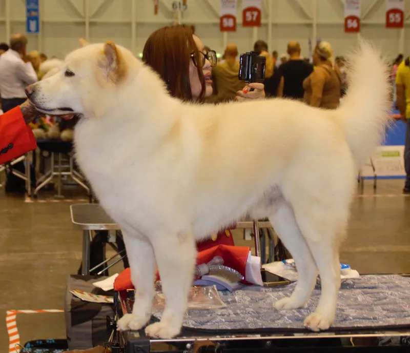 Kintamani - Dog breed similar to American Eskimo Dog