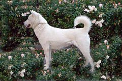 Kishu Ken - Dog breed similar to Karelo-Finnish Laika