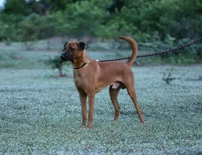 Kombai - Working breed known for being Alert and Athletic