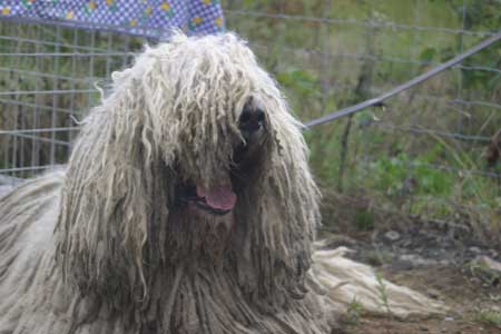 Komondor photo thumbnail 3