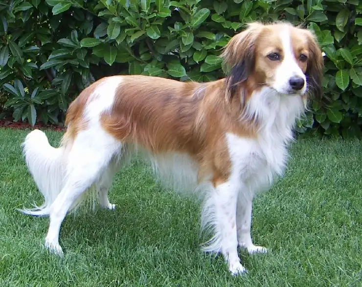 Kooikerhondje - Dog breed similar to Cesky Fousek