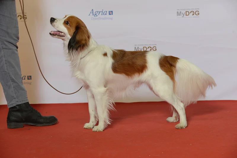 Kooikerhondje side profile view