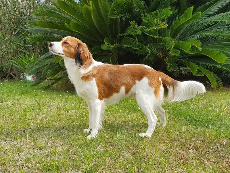 Kooikerhondje full body photo