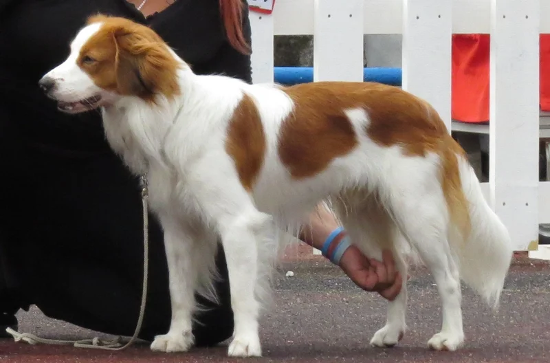 Kooikerhondje close-up photo