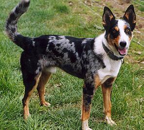 Koolie, a 89% match to Australian Cattle Dog