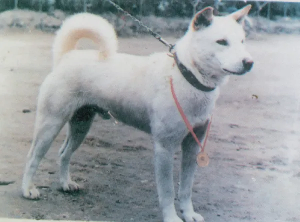 Korean Jindo - Dog breed similar to Perro Majorero