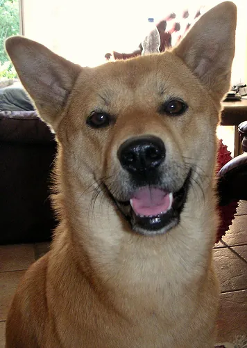 Korean Jindo photo thumbnail 2