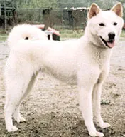 Korean Jindo thumbnail 3