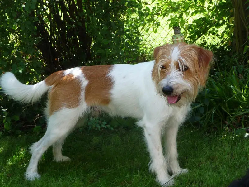 Kromfohrländer - Image 2