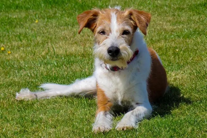 Kromfohrländer - Image 1