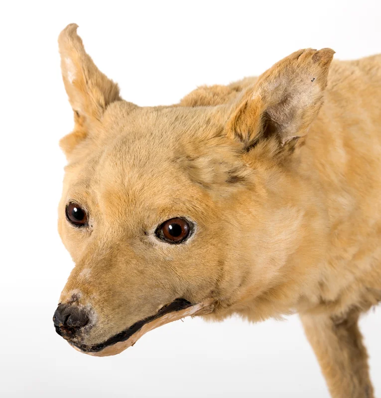 Kuri - Primitive breed known for being Affectionate and Alert