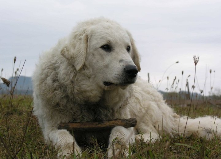 Kuvasz - Image 4