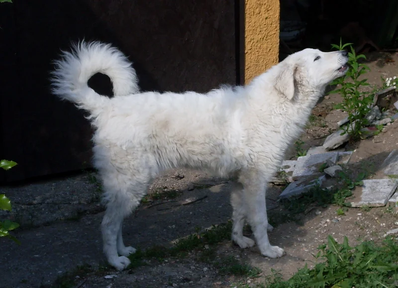 Kuvasz side profile view