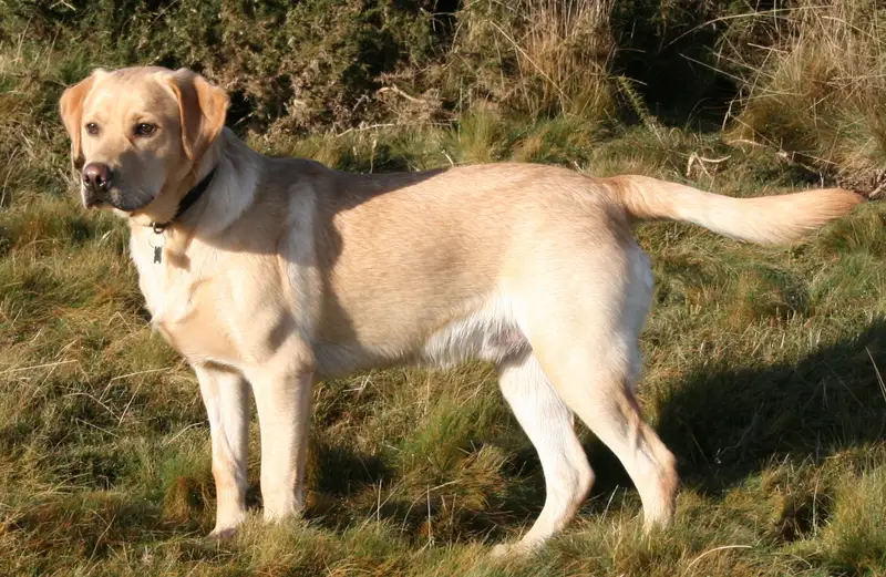 Labrador Retriever, a 88% match to Limer