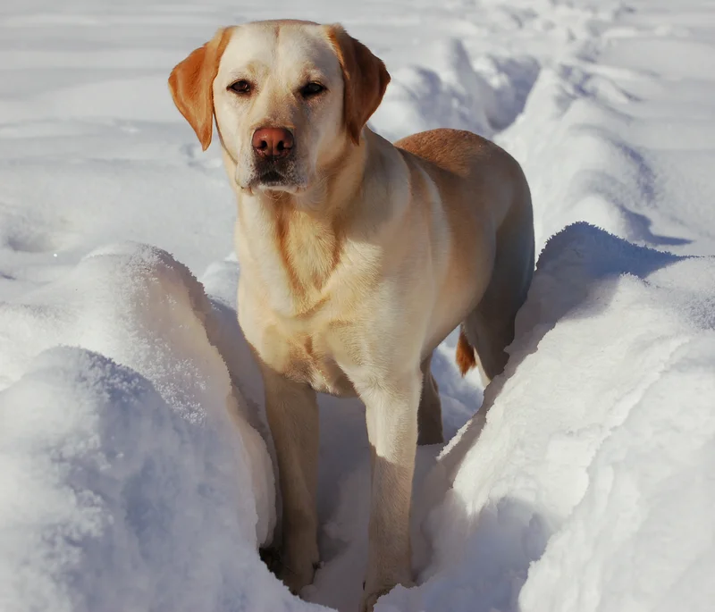 Labrador Retriever full body photo