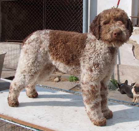 Lagotto Romagnolo, a 89% match to Kooikerhondje