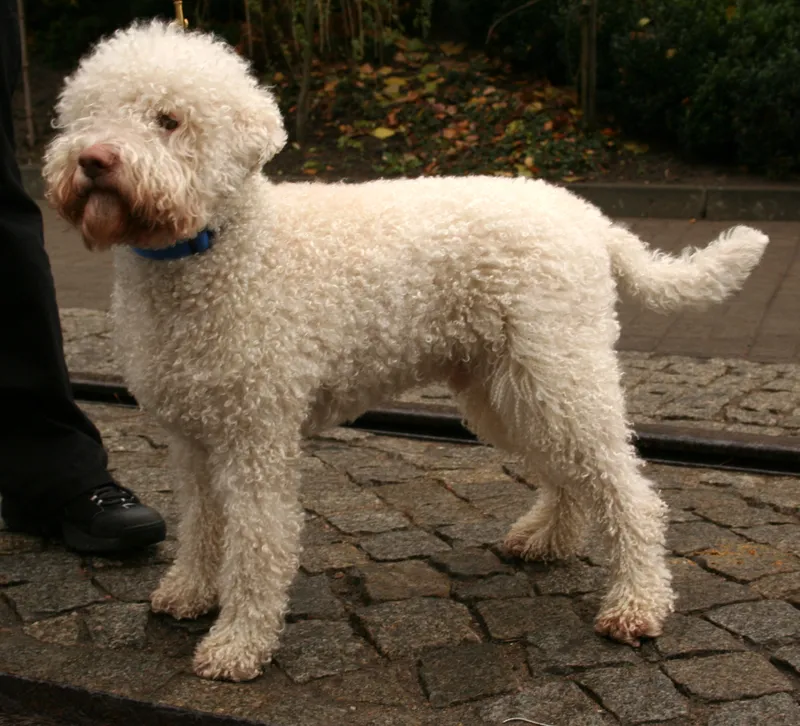 Lagotto Romagnolo photo thumbnail 2