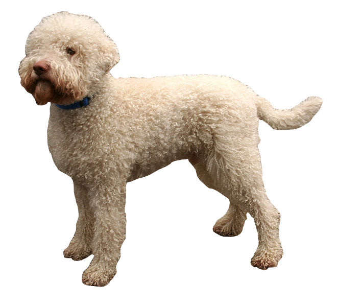 Lagotto Romagnolo thumbnail 3