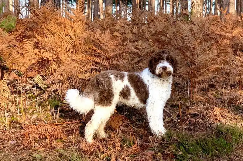 Lagotto Romagnolo photo thumbnail 4
