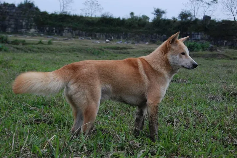 Lai, a 86% match to Greyhound