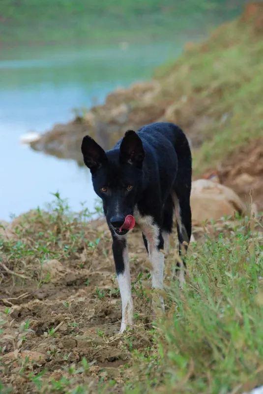 Lai photo thumbnail 2