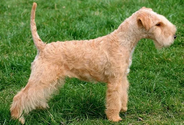 Lakeland Terrier side profile view