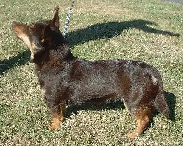 Lancashire Heeler photo thumbnail 2
